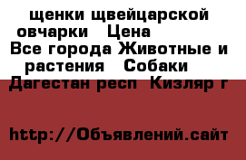 щенки щвейцарской овчарки › Цена ­ 15 000 - Все города Животные и растения » Собаки   . Дагестан респ.,Кизляр г.